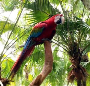 伊力格氏金刚鹦鹉