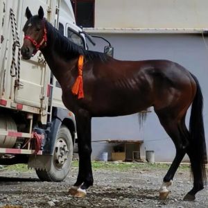 云南伯乐黑风马