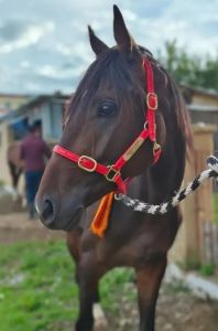 云南伯乐黑风马