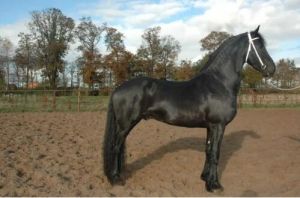 云南伯乐黑风马