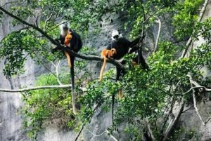 岜盆乡白头叶猴自然保护区 岜盆乡白头叶猴自然保护区
