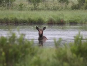 豌豆岛国家野生动物保护区