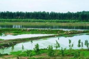 河北涿鹿桑干河国家湿地公园