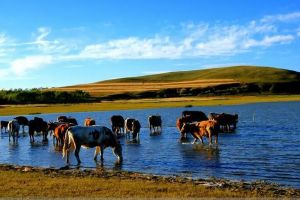 沽源塞外庄园旅游区