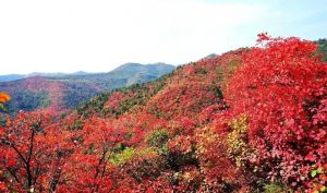 香山红叶 香山红叶