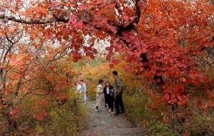 香山红叶 香山红叶