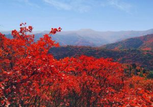 香山红叶 香山红叶