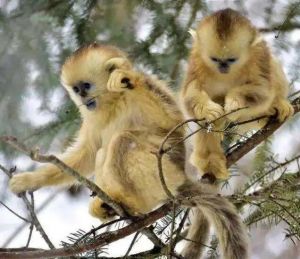 国家一级保护动物