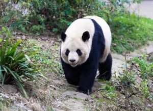 雌性大熊猫 雌性大熊猫