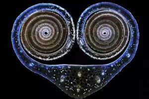 低倍镜下的奇妙世界