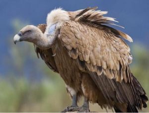 秃鹫 秃鹫