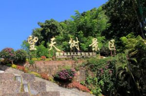 望天树风景区 望天树风景区