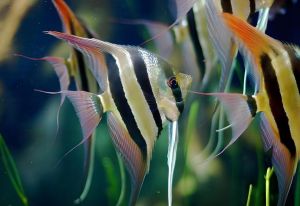 横纹神仙鱼 横纹神仙鱼