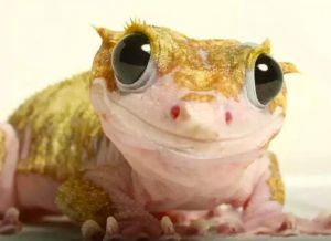 睫角守宫 睫角守宫