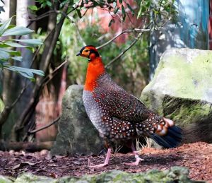 灰腹角雉 灰腹角雉