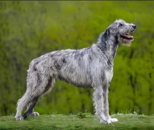 爱尔兰猎狼犬 爱尔兰猎狼犬