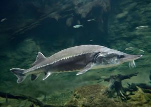 欧洲大西洋鲟 欧洲大西洋鲟