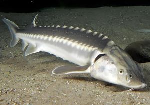 俄罗斯鲟 俄罗斯鲟