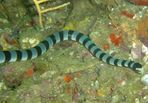 青灰海蛇 青灰海蛇