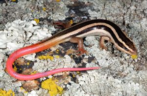 石龙子科 石龙子科