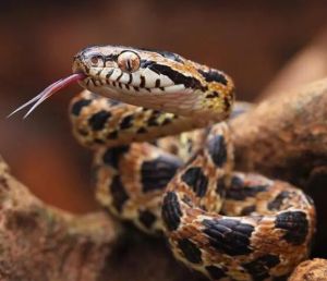 繁花林蛇 繁花林蛇
