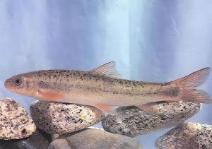 大理裂腹鱼 大理裂腹鱼