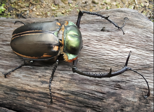 阳彩臂金龟 阳彩臂金龟