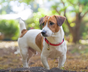 杰克罗素梗犬 杰克罗素梗犬