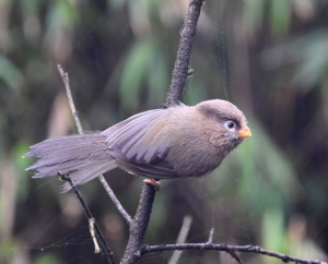 三趾鸦雀 三趾鸦雀