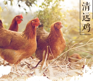 清远鸡