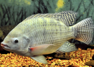 莫桑比克罗非鱼