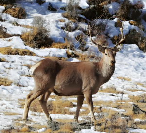 西藏马鹿 西藏马鹿