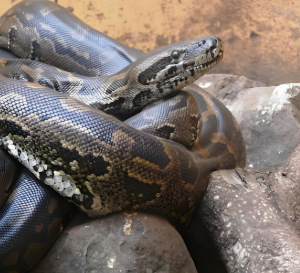 非洲岩蟒