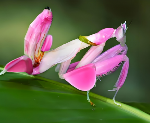 兰花螳螂 兰花螳螂