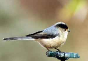 银喉长尾山雀