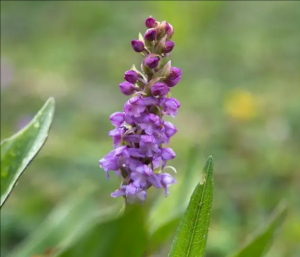 西南手参 西南手参