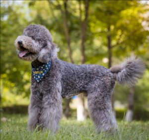 巨型贵宾犬 巨型贵宾犬