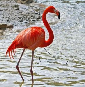 美洲红鹳 美洲红鹳