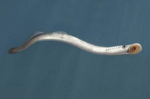 日本七鳃鳗 日本七鳃鳗