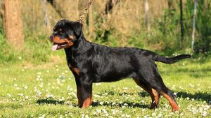 罗威纳犬 罗威纳犬