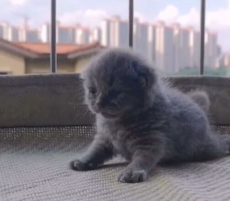 果冻是只可爱猫