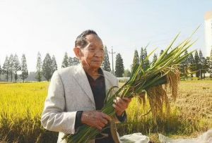 高产粳稻