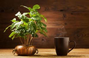 咖啡盆栽