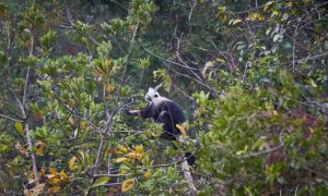 岜盆乡白头叶猴自然保护区