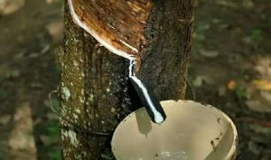 天然橡胶 天然橡胶