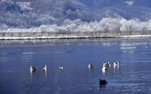 神农架大九湖国家湿地公园动物 神农架大九湖国家湿地公园动物