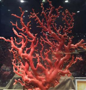 红珊瑚 红珊瑚