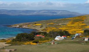 马尔维纳斯群岛