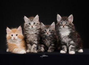 挪威森林猫 挪威森林猫