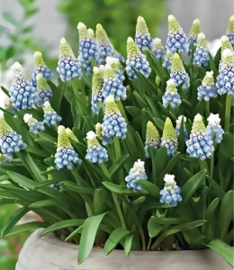 葡萄风信子 葡萄风信子